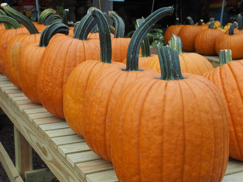 Start With A Fresh, Firm Pumpkin Start With A Fresh, Firm Pumpkin