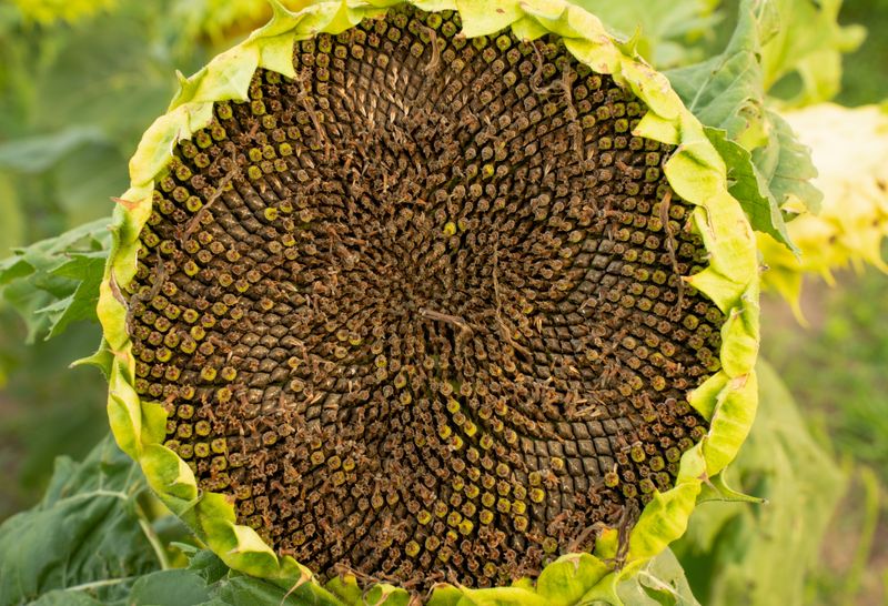 Start With Easy, Self-Pollinating Crops Start With Easy, Self-Pollinating Crops