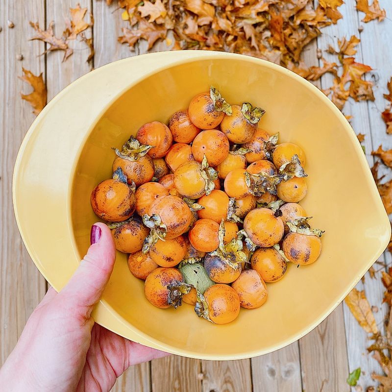 Start With Seeds From A Ripe Wild Persimmon