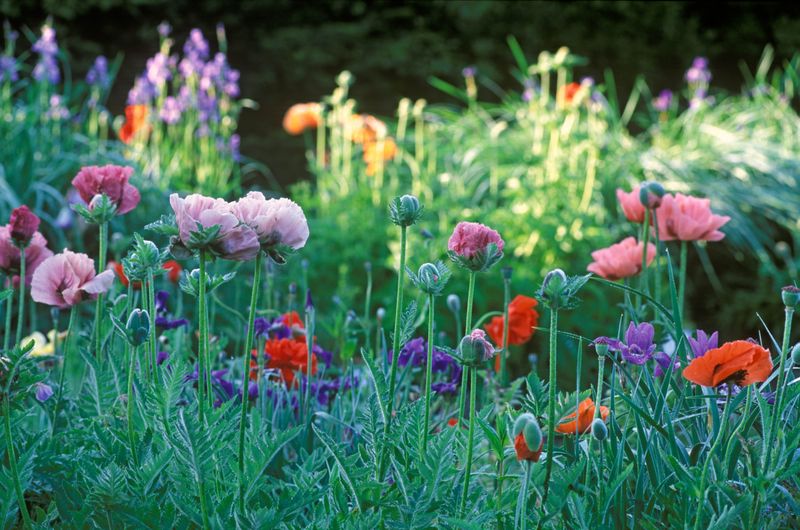 Start Your Chaos Garden With One Small Sunny Corner