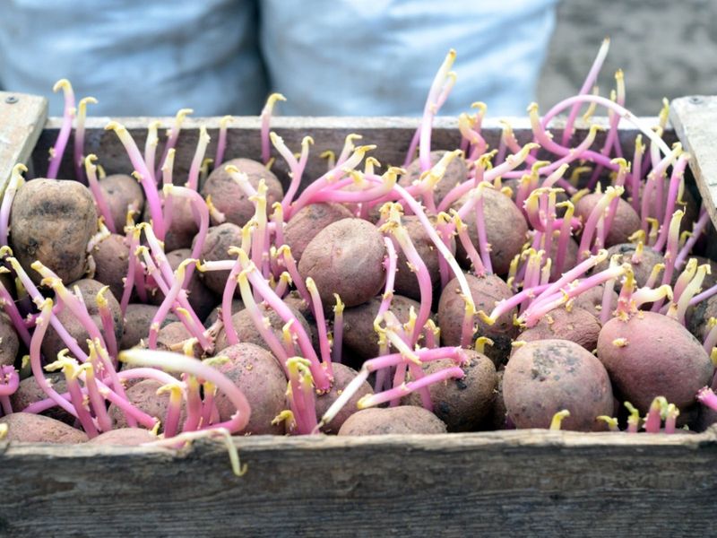 Start with certified seed potatoes Start with certified seed potatoes