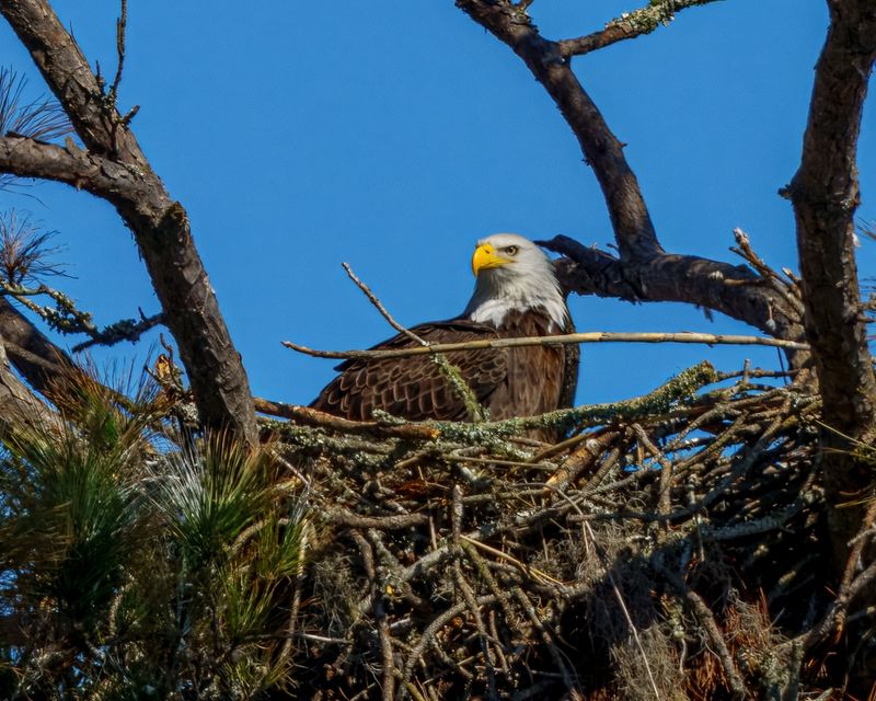 State And Federal Protections Cover Eagles And Their Nests