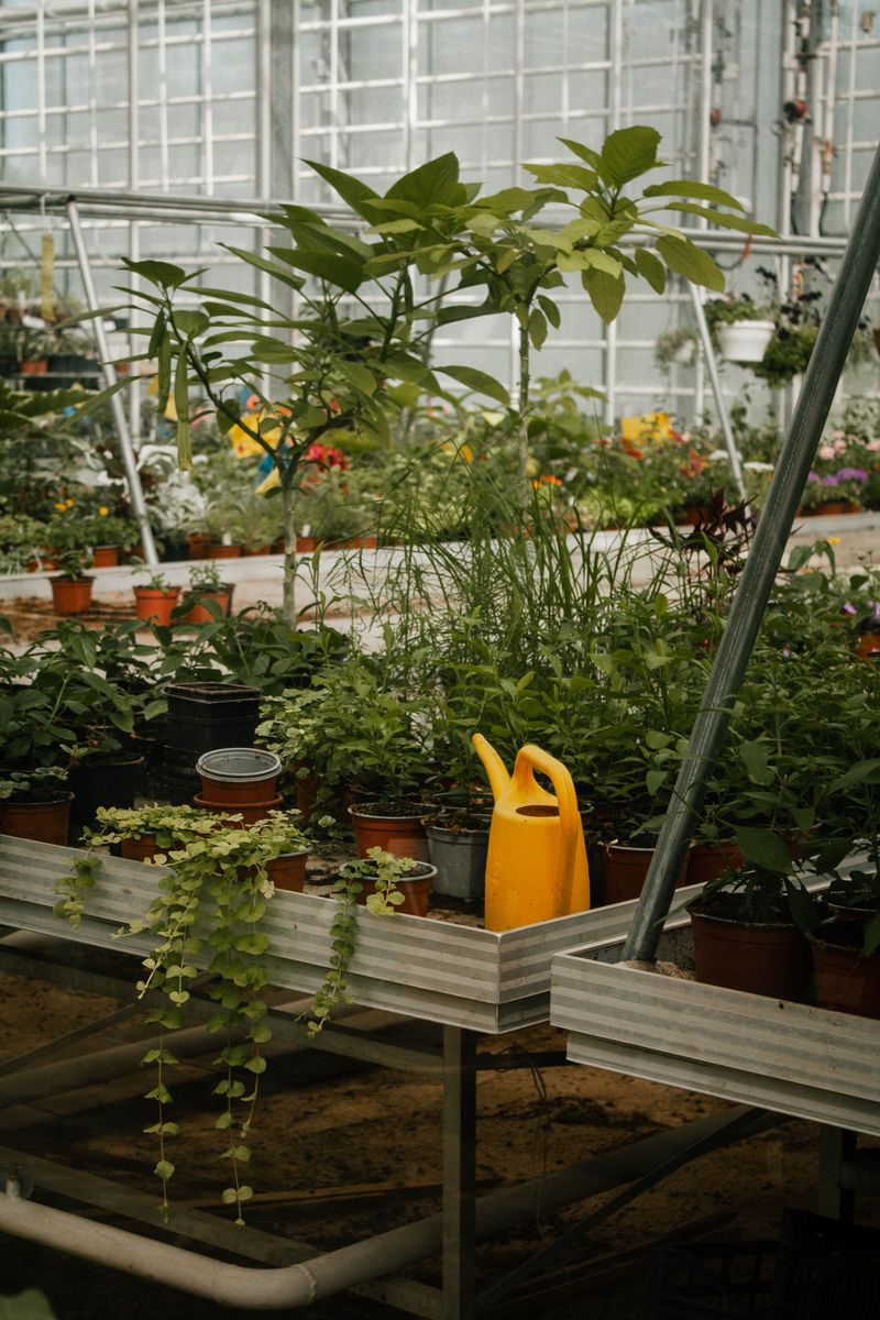 State Inspectors Can Pull Those Plants Right Off The Nursery Bench