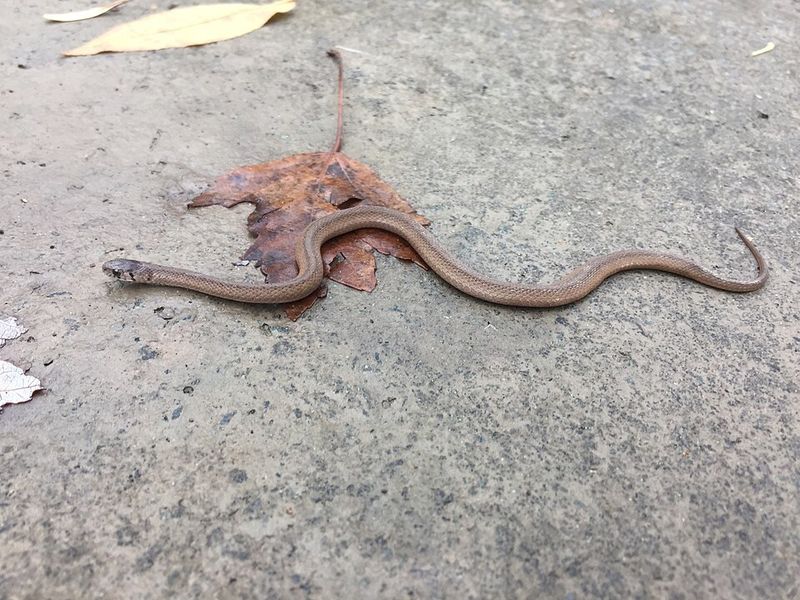 State Law Protects Nonvenomous Snakes Like This One