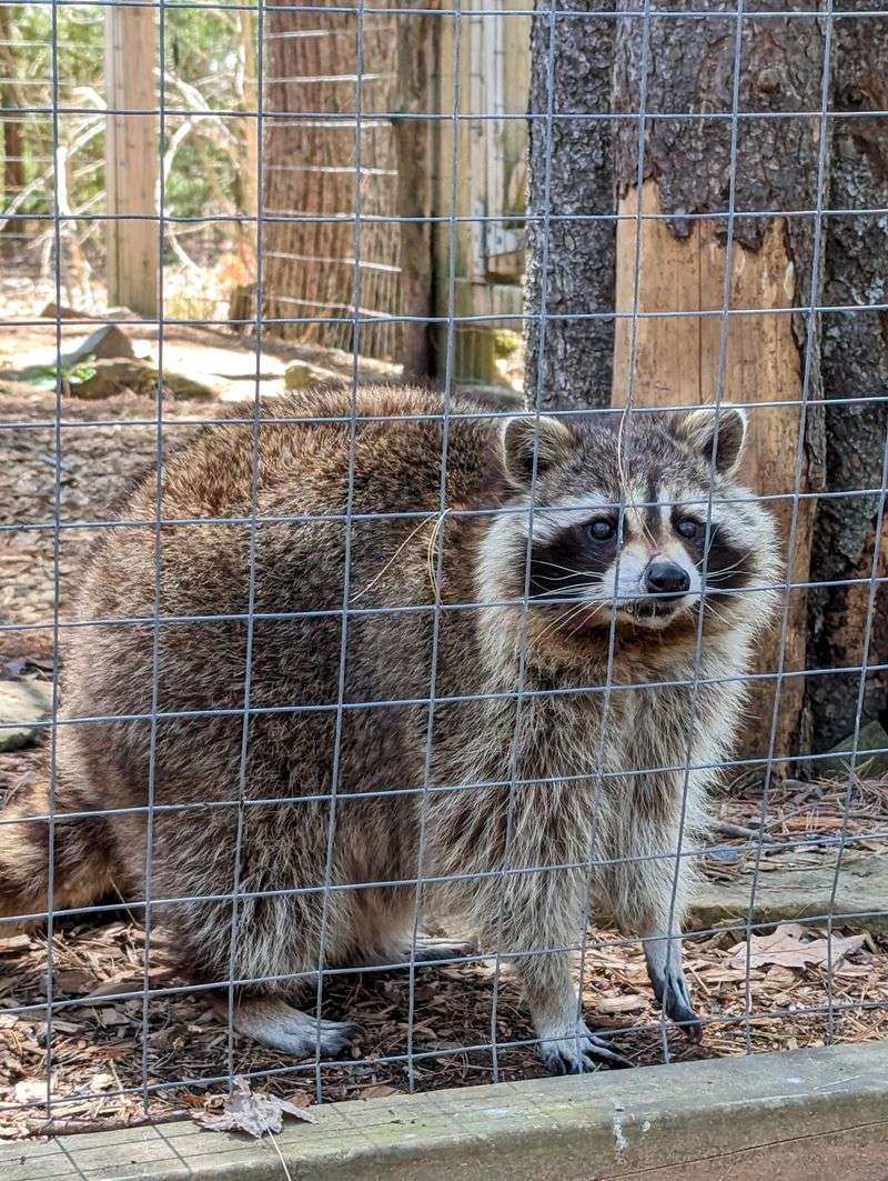 State Rules Give Your Caged Raccoon Just Two Legal Paths State Rules Give Your Caged Raccoon Just Two Legal Paths