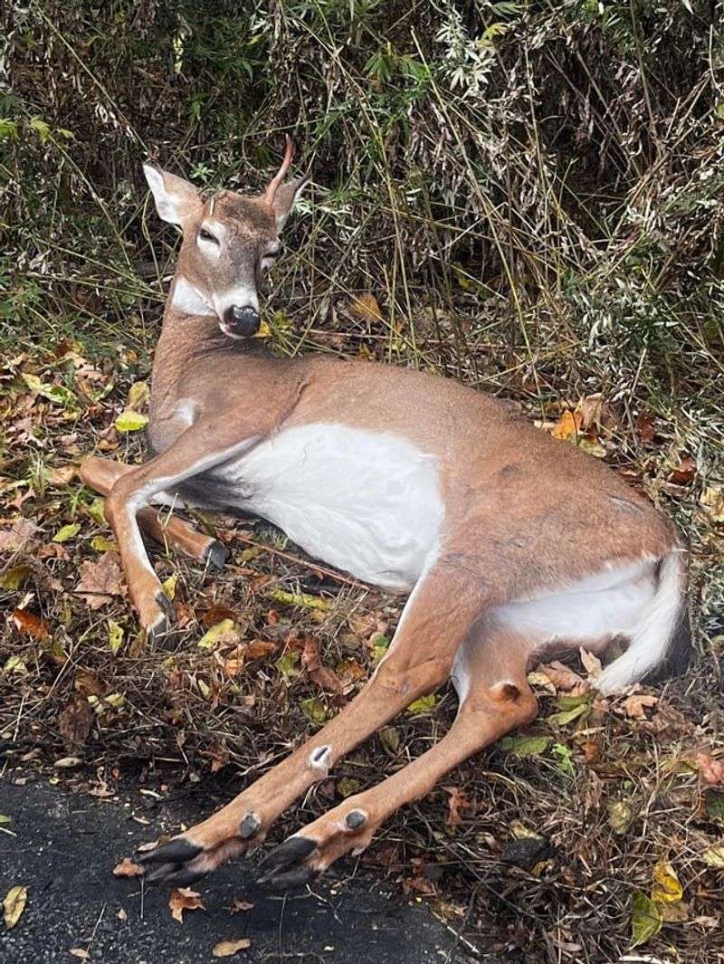 Stay Away From An Injured Deer
