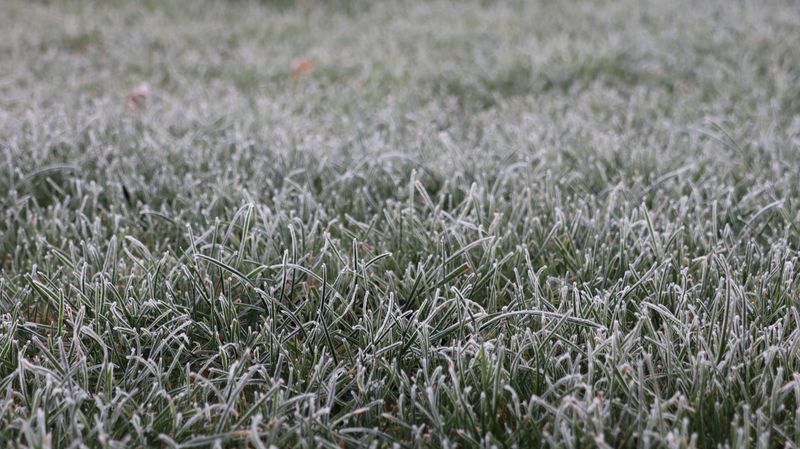 Stay Off Frosty Or Frozen Grass