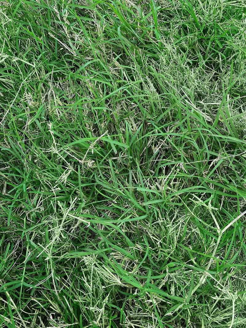 Steady Lawn Care Can Help Healthy Bermuda Grow Back After Feeding