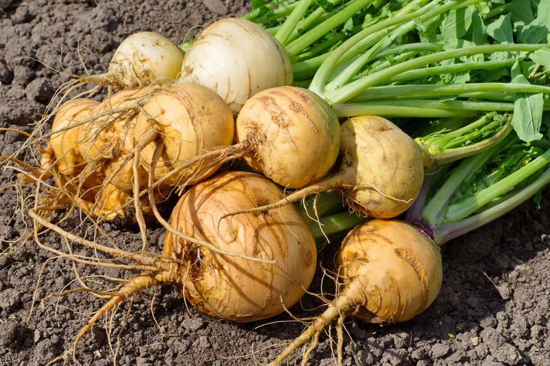 Steady Moisture After Thinning Helps Roots Fill Out Evenly Steady Moisture After Thinning Helps Roots Fill Out Evenly