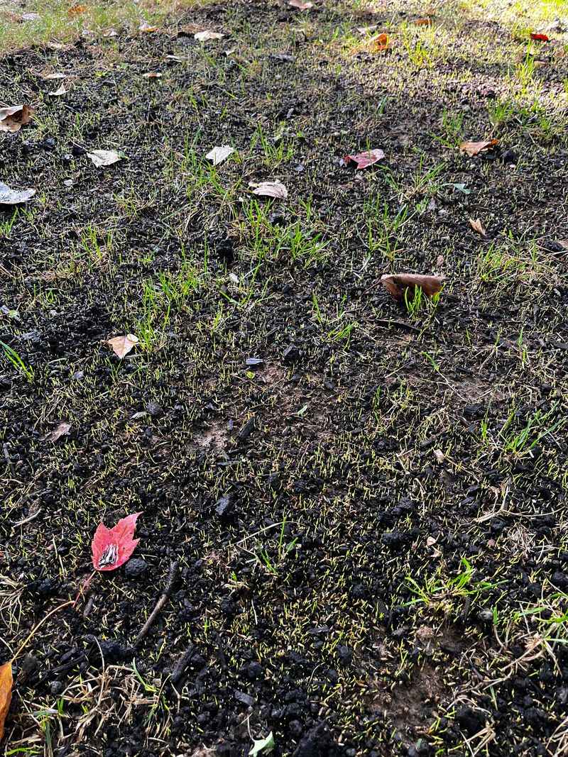 Steady Moisture Until Hard Frost