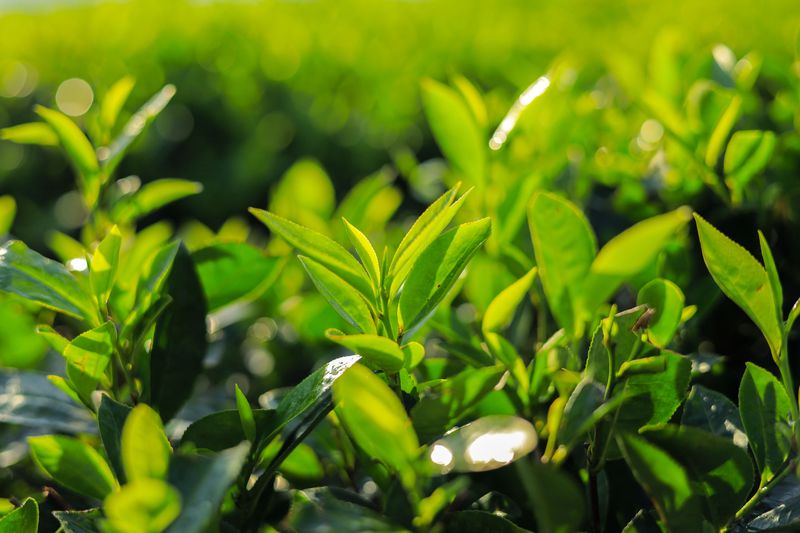 Steady Water And Light Feeding Keep Tea Leaves Lush Steady Water And Light Feeding Keep Tea Leaves Lush