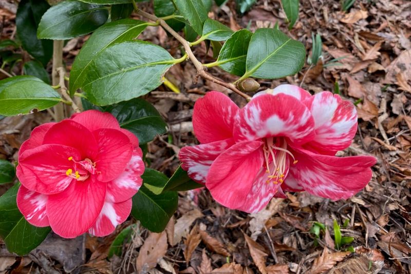 Steady Watering And Mulch Through Fall Help Buds Hold On