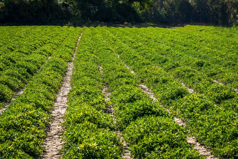 Steady Watering Keeps Peanut Pods Growing Through Summer Steady Watering Keeps Peanut Pods Growing Through Summer