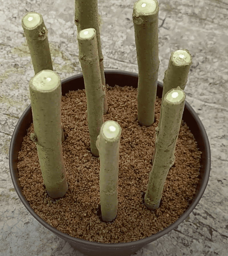 Stem Cuttings Can Root In A Jar Of Water Stem Cuttings Can Root In A Jar Of Water