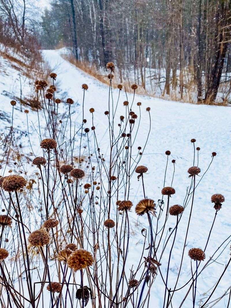 Stems And Leaves Catch Snow And Leaves For Insulation Stems And Leaves Catch Snow And Leaves For Insulation