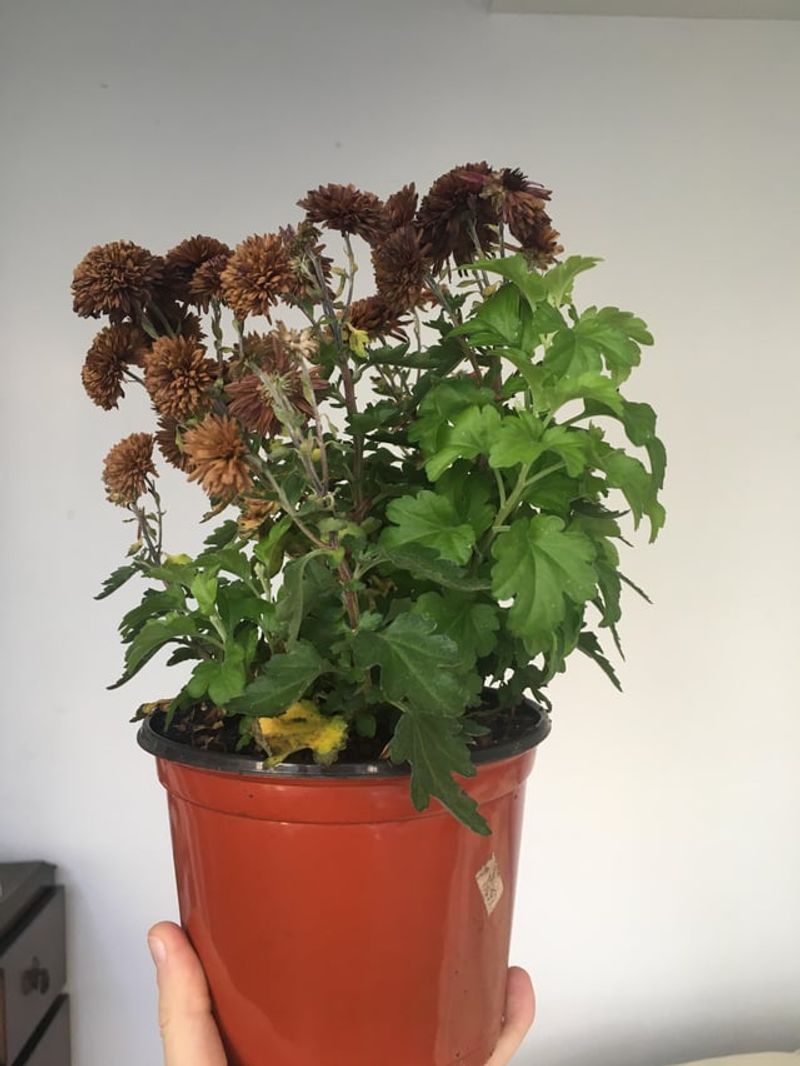 Stems Cut Down To A Few Inches After Blooming Stems Cut Down To A Few Inches After Blooming