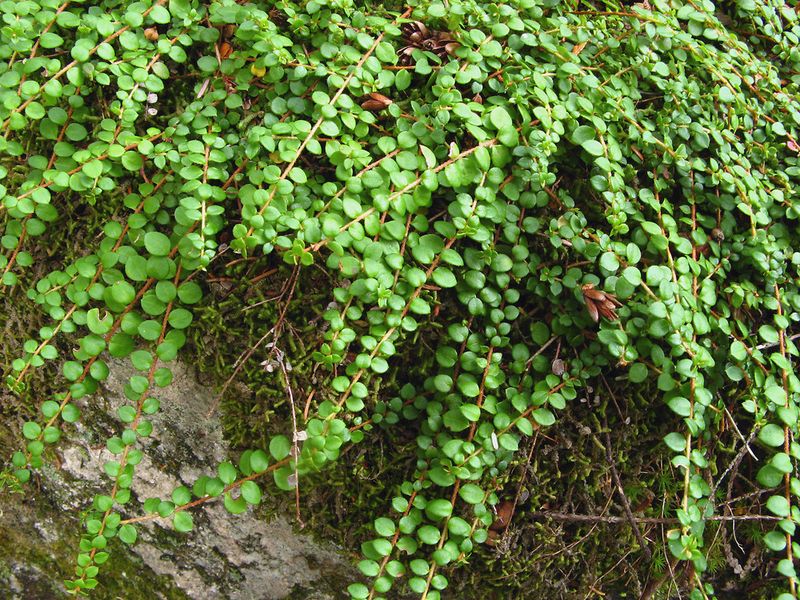 Stems Root As They Run Across The Ground