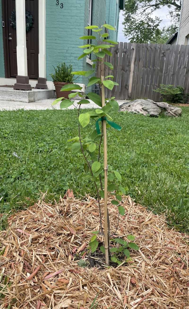 Step By Step October Planting For North Carolina Gardeners