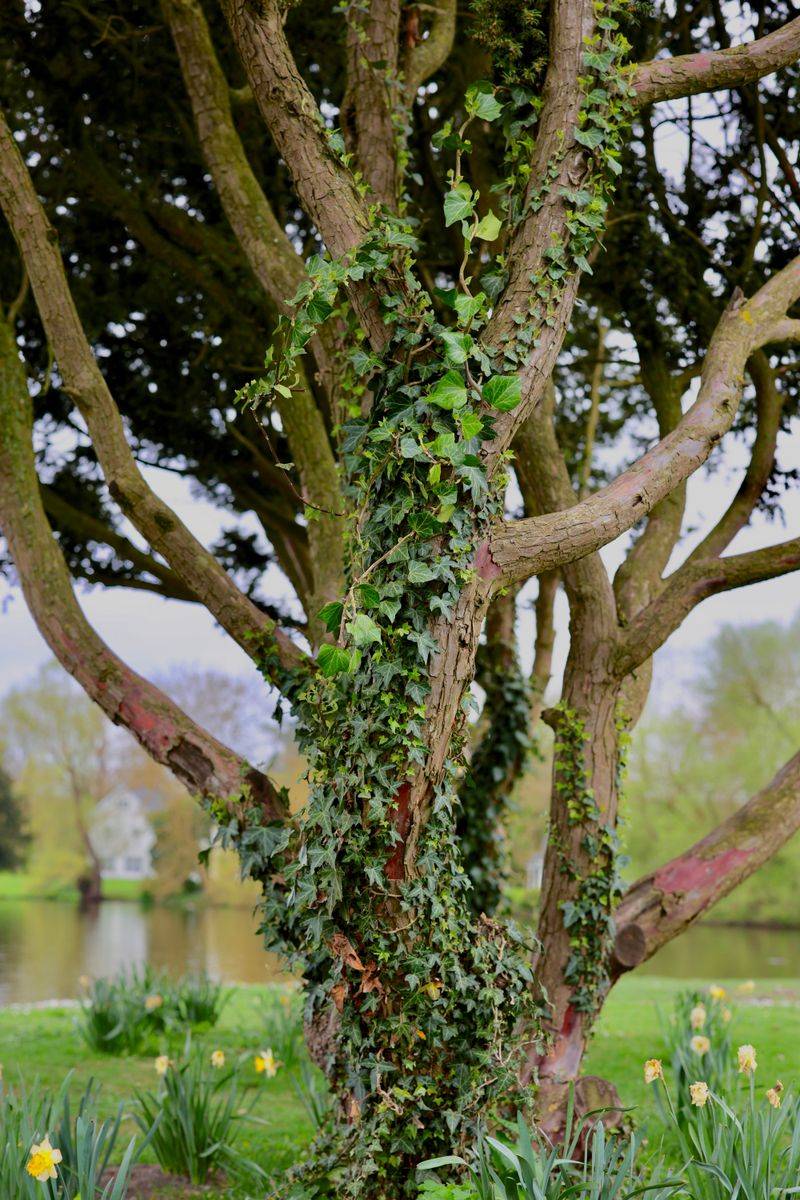 Step Two Is Clearing A Ring Around The Trunk Step Two Is Clearing A Ring Around The Trunk