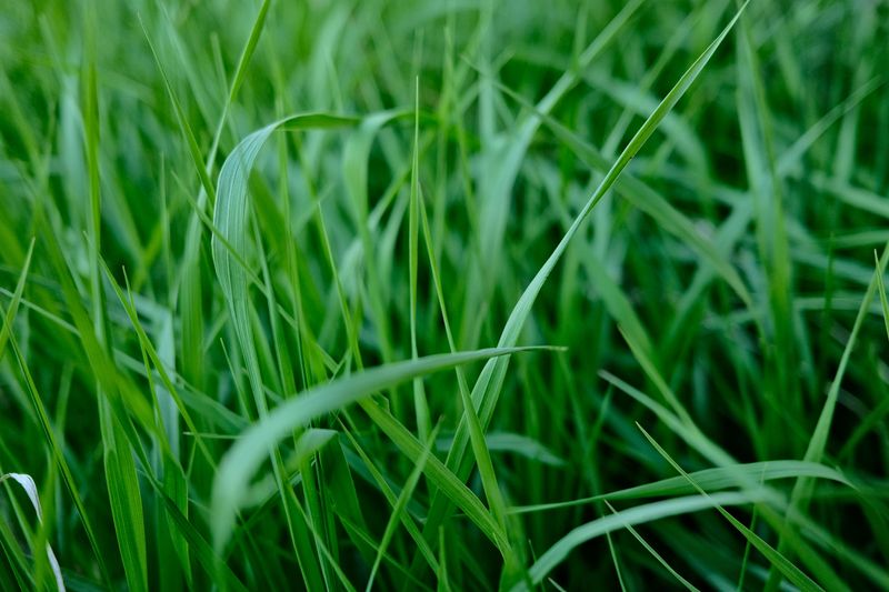 Stick To About 1 Pound Of Nitrogen Per 1,000 Square Feet Stick To About 1 Pound Of Nitrogen Per 1,000 Square Feet