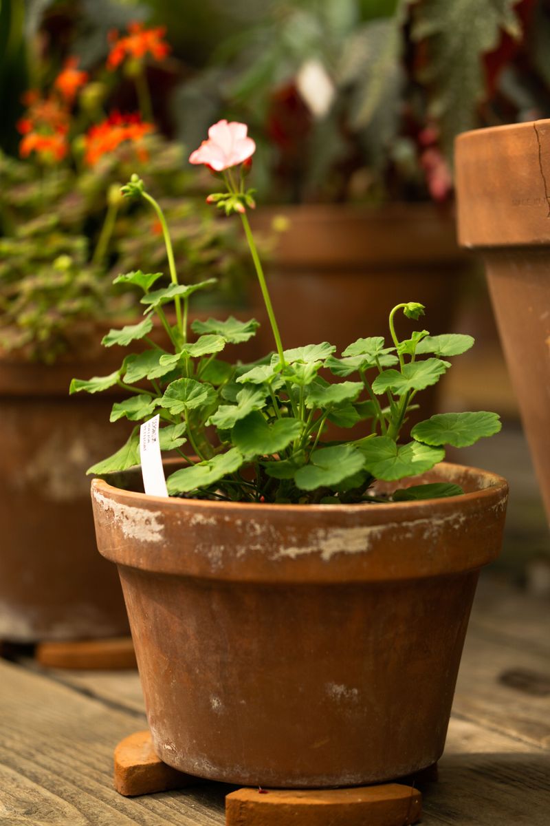 Sticking Cuttings Directly Into Potting Mix Sticking Cuttings Directly Into Potting Mix