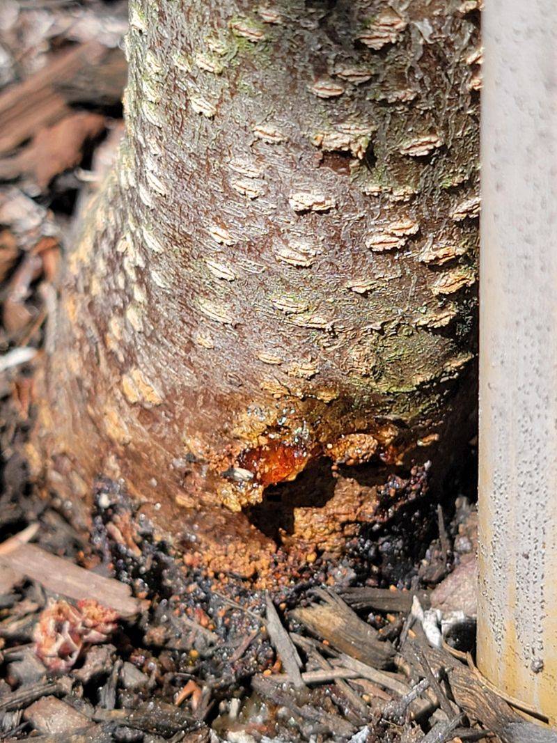 Sticky Amber Gum Near The Trunk Can Be An Early Warning Sticky Amber Gum Near The Trunk Can Be An Early Warning