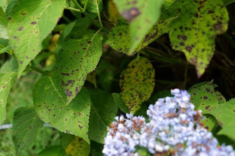 Sticky Honeydew Can Lead To Black Sooty Mold On Leaves