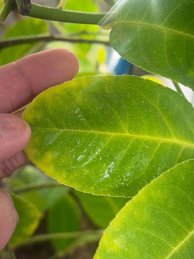 Sticky Honeydew Is The Early Warning Sign