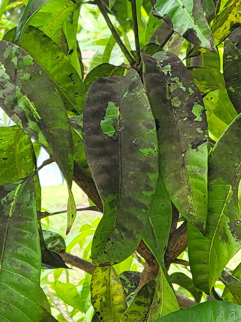 Sticky Honeydew Residue Building Up Beneath The Branches