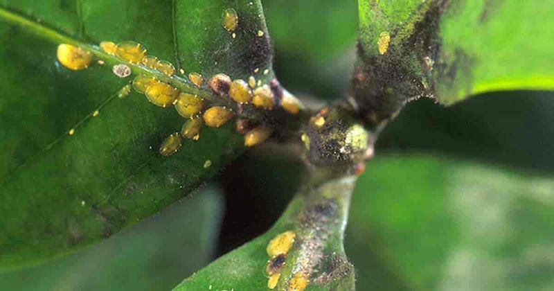 Sticky Leaves In Your Garden Point To Honeydew