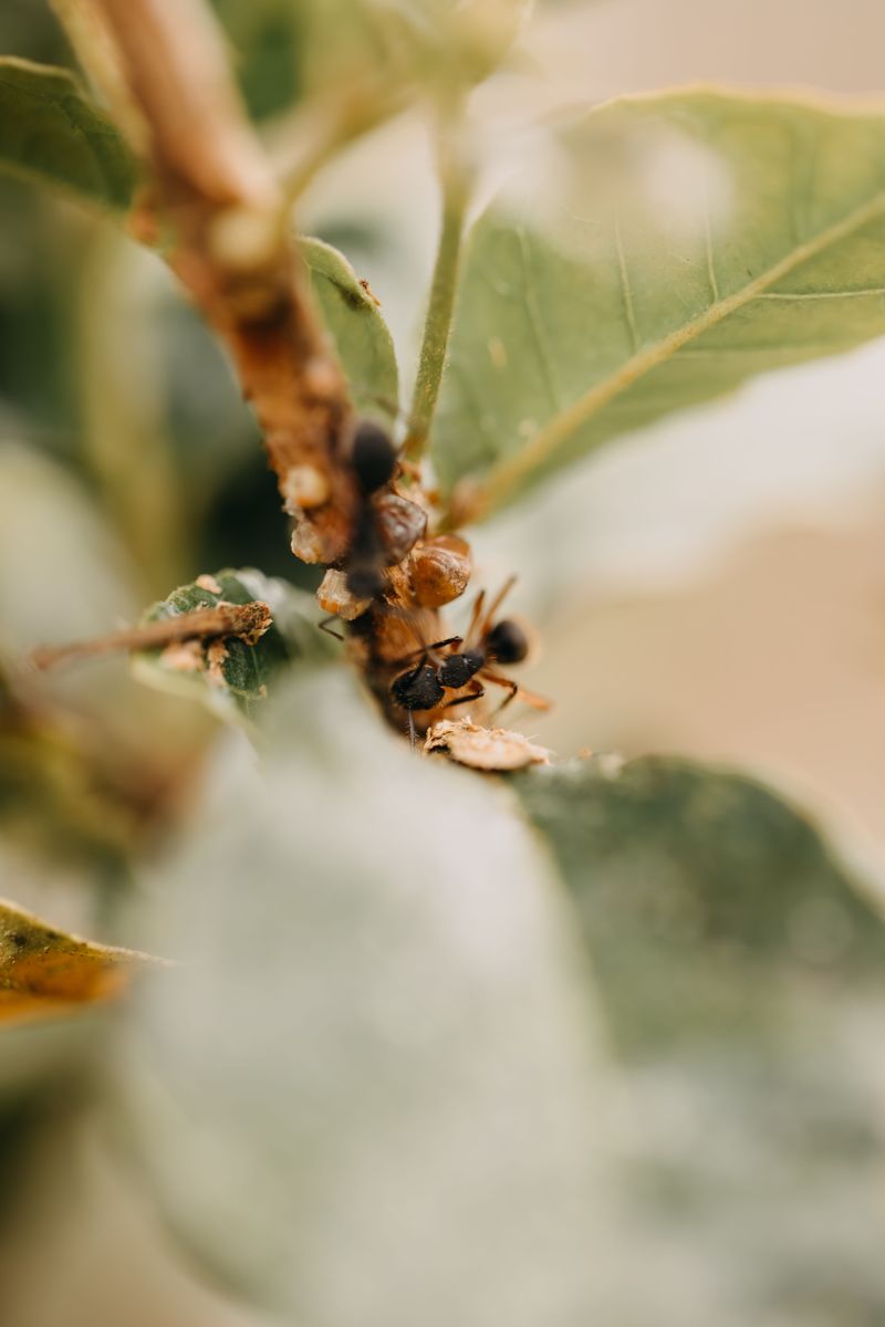 Sticky Leaves, Sooty Mold, And Busy Ants Are Big Red Flags