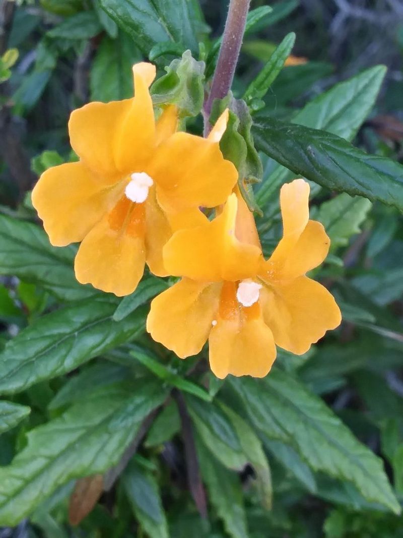 Sticky Monkeyflower Revives With First Rain Sticky Monkeyflower Revives With First Rain