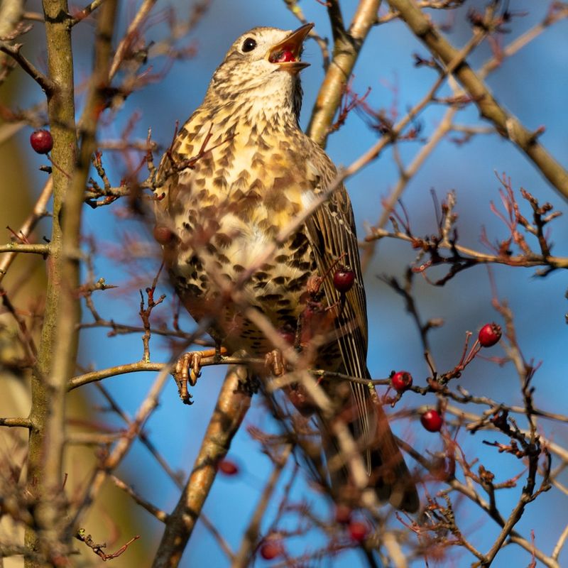 Sticky Seeds Get Wiped Onto New Branches By Feeding Birds Sticky Seeds Get Wiped Onto New Branches By Feeding Birds