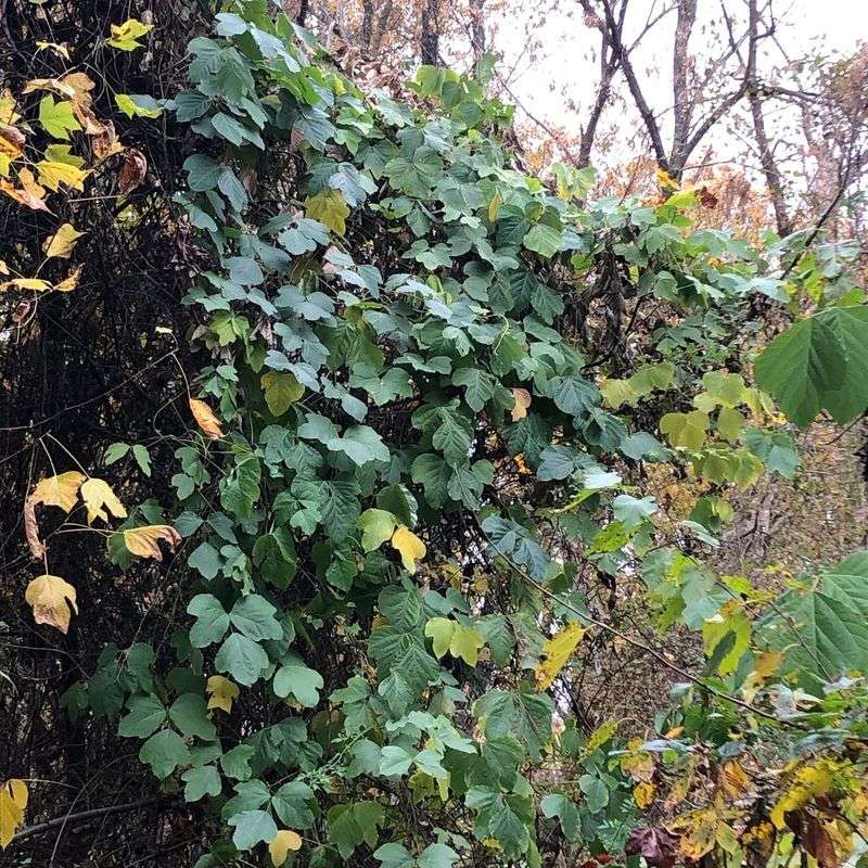 Still-Green Leaves Are The Route Into Kudzu's Root System