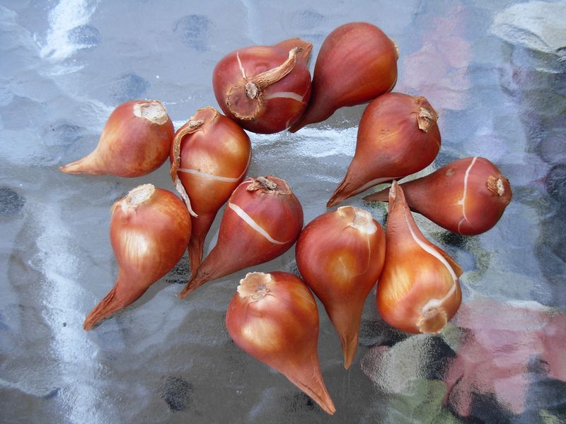 Still Have Unplanted Bulbs In Your Garage?