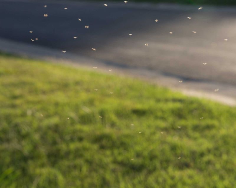 Still, Overcast Days Bring More Bites