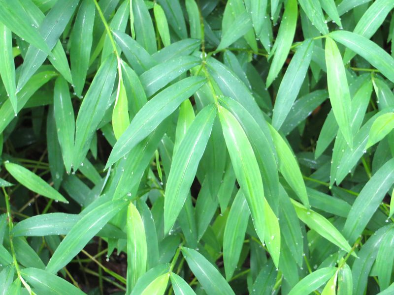 Stiltgrass Spreading Across Bare Soil