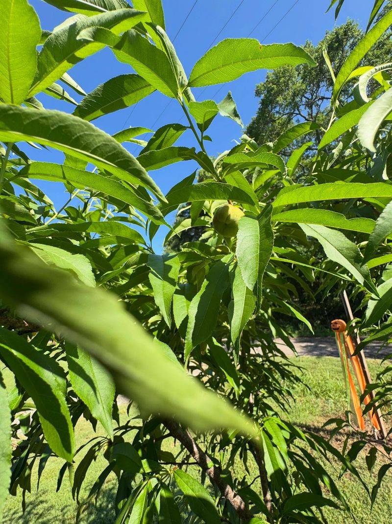 Stink Bugs And Nymphs On Fruit And Branches