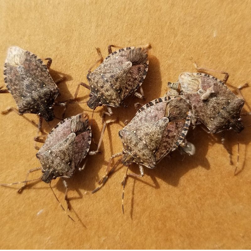 Stink Bugs Head For Buildings, Not Garden Beds