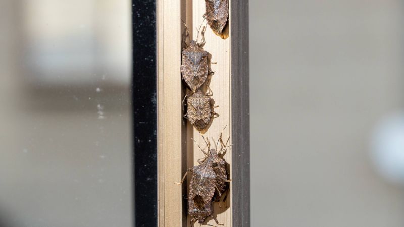 Stink Bugs Slipping Through Windows Stink Bugs Slipping Through Windows