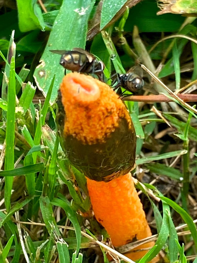 Stinkhorns Smell Like Rotting Meat