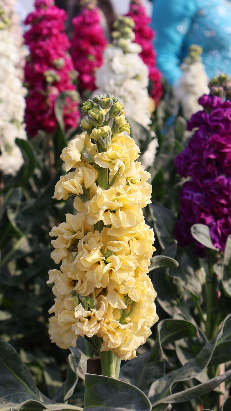 Stock Is A Fragrant Cool Season Flower