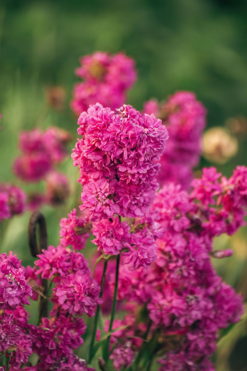 Stock Scents The Evening Like Cloves