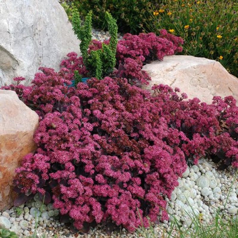 Stonecrop Brings Plump Leaves And Late Blooms Stonecrop Brings Plump Leaves And Late Blooms