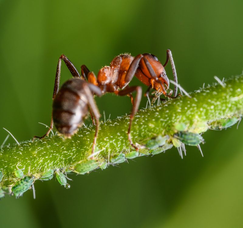 Stop The Ants Guarding The Pests Stop The Ants Guarding The Pests