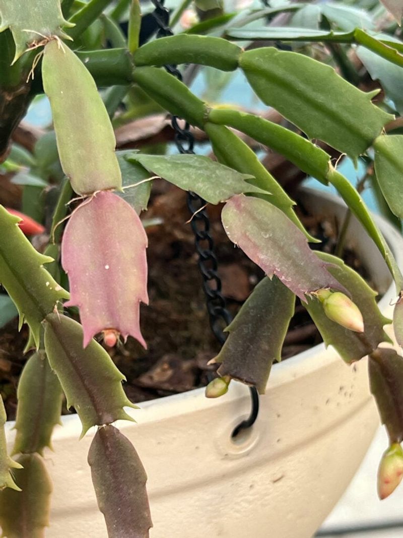 Stop The Dark Treatment Once Buds Appear