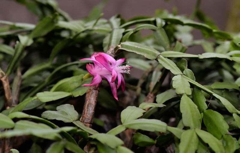 Stop The Dark Treatment Once Buds Appear