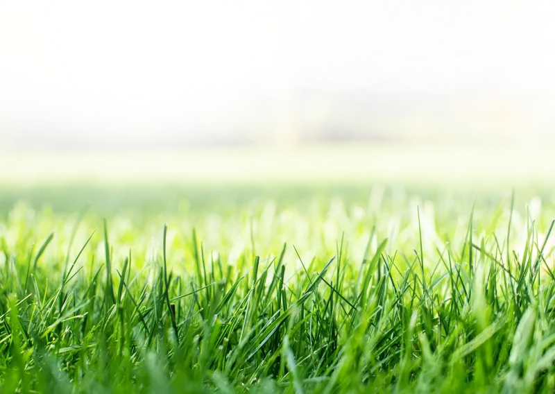 Stop When The Grass Stops Growing