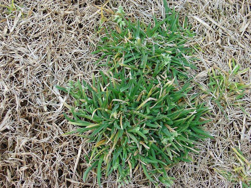 Stop Winter Weeds Before They Sprout Stop Winter Weeds Before They Sprout