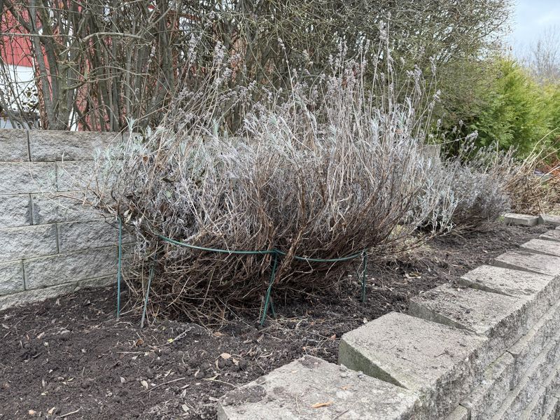 Stopping Pruning Several Weeks Before Frost Reduces Winter Damage Stopping Pruning Several Weeks Before Frost Reduces Winter Damage